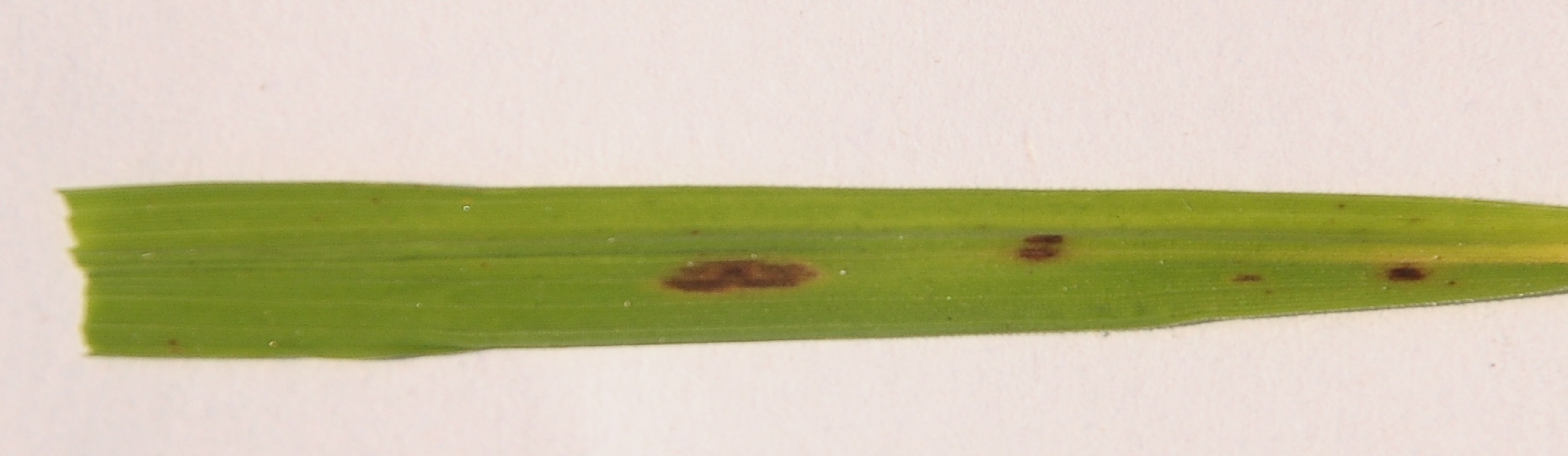 rice leaf image